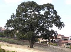 Residential Tree Care, PLacerville