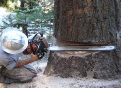 Placerville Tree Cutting